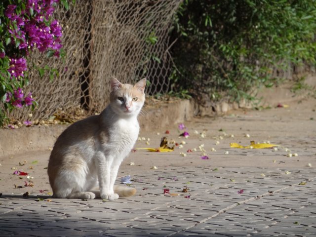 kattendiegevoerdworden.jpg