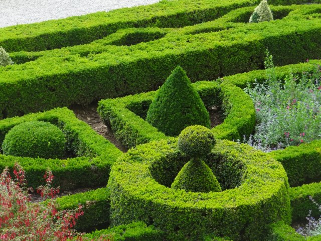 buxus3.jpg