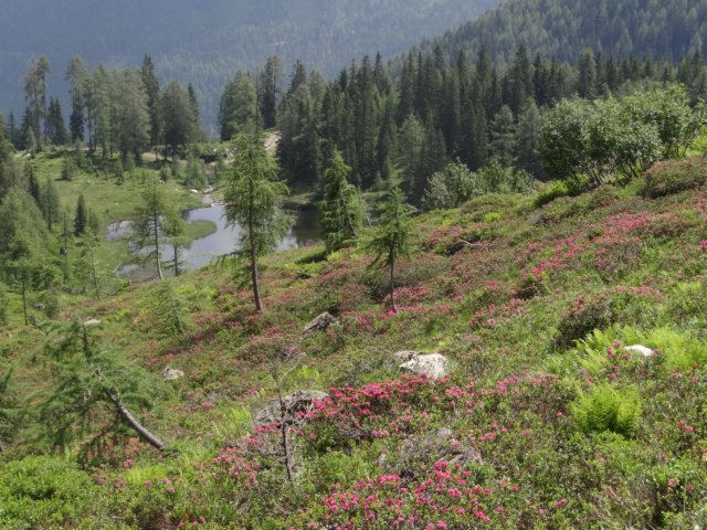 veleverschillendekleurenmetalshoofdbestanddeelderodealpenroosendeuntensee.jpg