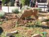 dag3grandcanyon11_small.jpg