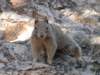 dag3grandcanyon8_small.jpg