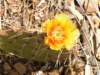 dag3grandcanyon_small.jpg